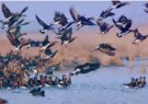 منطقه کشف رود رکوددار بیشترین تنوع گونه پرنده در خراسان رضوی/ ۱۸ شهرستان میزبان پرندگان مهاجر