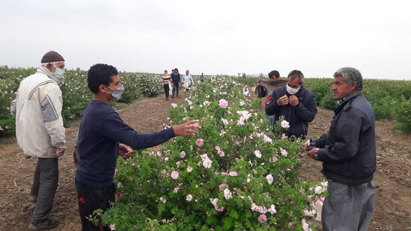 بوی عطرآتشین گل محمدی در گلستانهای نیشابور