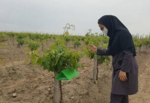 نصب تله فرمونی کرم خوشه خوار انگور در تاکستان‌های شهرستان داورزن