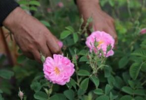 تولید ۲۲۰۰ لیتر گلاب از مزرعه گل محمدی موقوفه عبدالله رضوی شاندیز