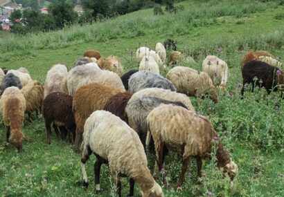 مدیر جهاد کشاورزی جوین: ممنوعیت چرای گوسفندان در مناطق سمپاشی شده