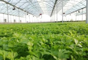 افتتاح فاز یک گلخانه صنعتی تولید نشای سبزی و صیفی در نیشابور