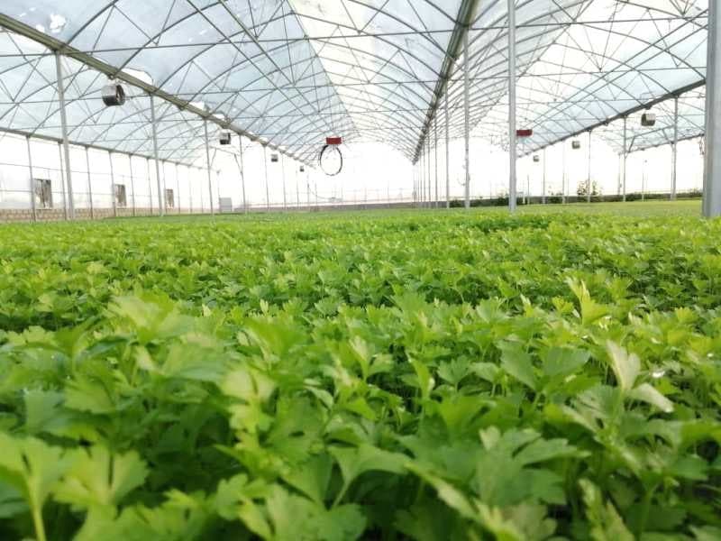 افتتاح فاز یک گلخانه صنعتی تولید نشای سبزی و صیفی در نیشابور