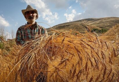 روزهای پایانی برداشت گندم از اراضی کشاورزی شهرستان مشهد/ تحویل ۲۲ هزار تن گندم به سیلوها