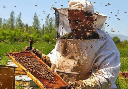 سه تن شکر یارانه دار بین زنبورداران شهرستان جوین توزیع شد