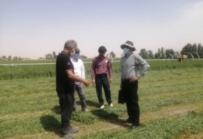 کیل گیری مزرعه یونجه در شهرستان چناران جهت معرفی برترین‌های بخش کشاورزی