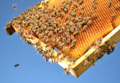۸۰۰ کلنی زنبورعسل در رشتخوار فعالیت می‌کنند