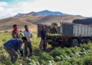 برداشت زودتر از موعد ۴۰ درصد از هندوانه‌های شهرستان تایباد
