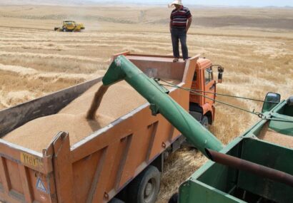 خرید گندم به نرخ تضمینی در جوین از مرز ۵۵۰۰ تن گذشت