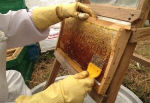 تولید ۲۹ تن عسل در شهرستان جوین