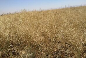 برداشت بیش از یک هزار تن دانه روغنی کلزا از مزارع کلزا مشهد