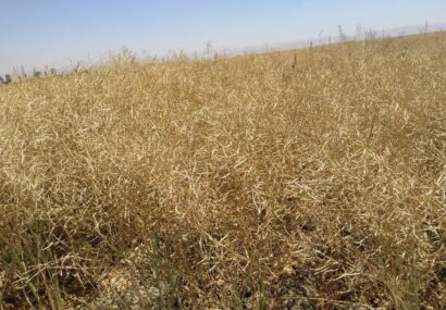 برداشت بیش از یک هزار تن دانه روغنی کلزا از مزارع کلزا مشهد