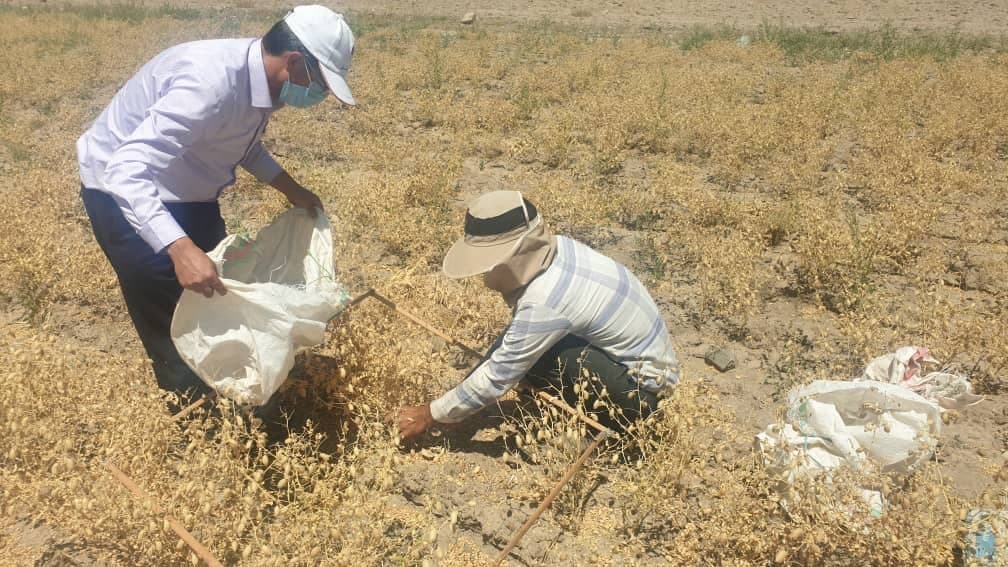 کیل گیری مزرعه پایلوت نخود رقم گوگسو در نیشابور