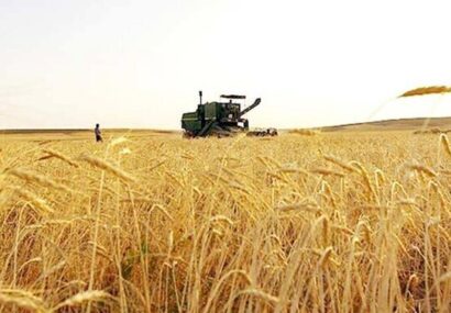 تولید بالغ‌بر ۲۸ هزار تن گندم در شهرستان جوین