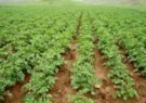کشت سیب‌زمینی در ۱۱۰۰ هکتار از اراضی بخش رخ شهرستان تربت حیدریه