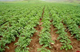 کشت سیب‌زمینی در ۱۱۰۰ هکتار از اراضی بخش رخ شهرستان تربت حیدریه