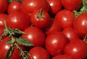 برداشت گوجه فرنگی از مزارع شهرستان مشهد