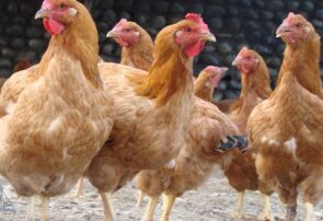 توزیع مرغ بومی در رشتخوار