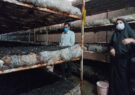 فعالیت چهار واحد پرورش قارچ در شهرستان جوین
