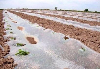 هشدار مدیر جهاد کشاورزی تایباد به کشاورزان جهت جمع‌آوری پلاستیک‌های کشت جالیز