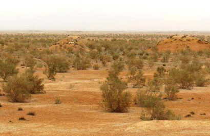 وجود ۱۰ هزار هکتار تاغ زار در تایباد