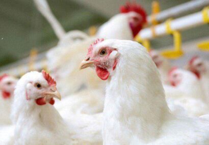 تولید مرغ در جوین بیش از ۲ برابر شد