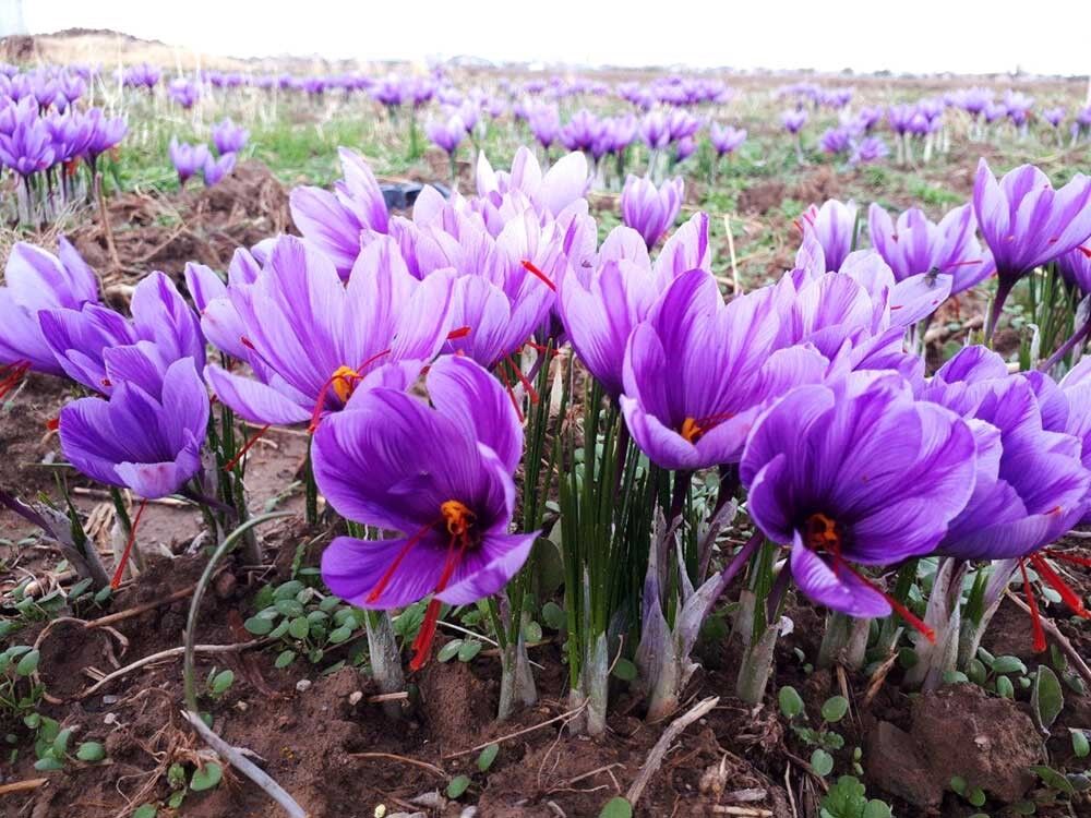 امین بورس کالای کشور در حوزه زعفران مستقر در تربتحیدریه: بخشی از مشکلات زعفران کاران تربتحیدریه ناشی از خرید زعفران توسط سازمان تعاون روستایی است