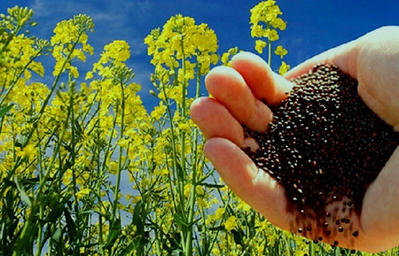 استقبال عمده مالکین فریمانی برای کشت کلزا
