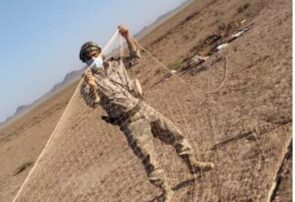 دستگیری صیاد پرندگان شکاری در تربت‌حیدریه