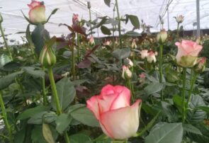 افتتاح یکی از بزرگترین گلخانه‌های مشهد مقدس
