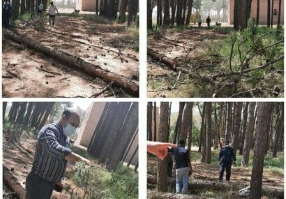 قطع درختان کوشک سلامی و اعتراض شهروندان