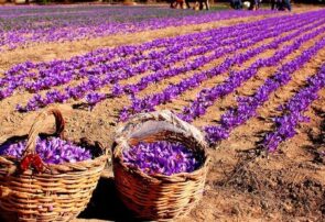 کارگران فصلی زعفران در شهرستان رشتخوار تربت‌حیدریه واکسینه می‌شوند