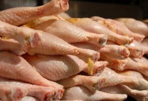تولید ۱۷۹۰ تن گوشت مرغ در شهرستان جوین