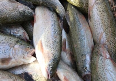 برداشت ماهیان سردآبی از استخرهای دومنظوره کشاورزی تربت حیدریه