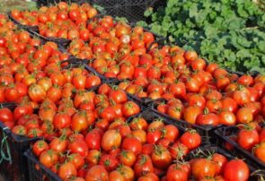 بالغ‌بر پنج هزار و ۵۰۰ تن گوجه‌فرنگی در جوین برداشت شد