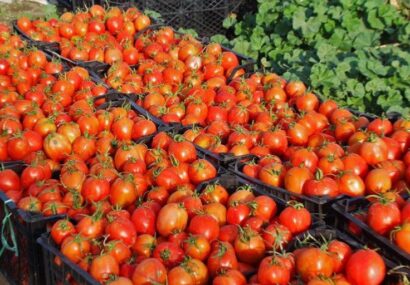 بالغ‌بر پنج هزار و ۵۰۰ تن گوجه‌فرنگی در جوین برداشت شد