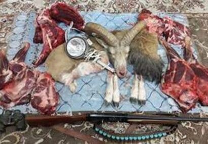 دستگیری عاملین شکار و فروش گوشت قوچ وحشی در تربت حیدریه