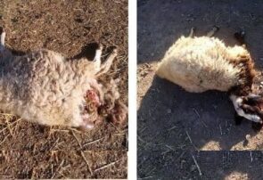 حمله گرگ‌ها به گوسفندان در روستای سراب خواف