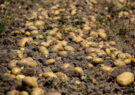 آغاز برداشت ۱۰ هزار تن سیب‌زمینی از سطح مزارع شهرستان نیشابور