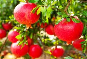 برداشت بیش از یک هزار و ۸۰۰ تن انار از باغات شهرستان تربت حیدریه