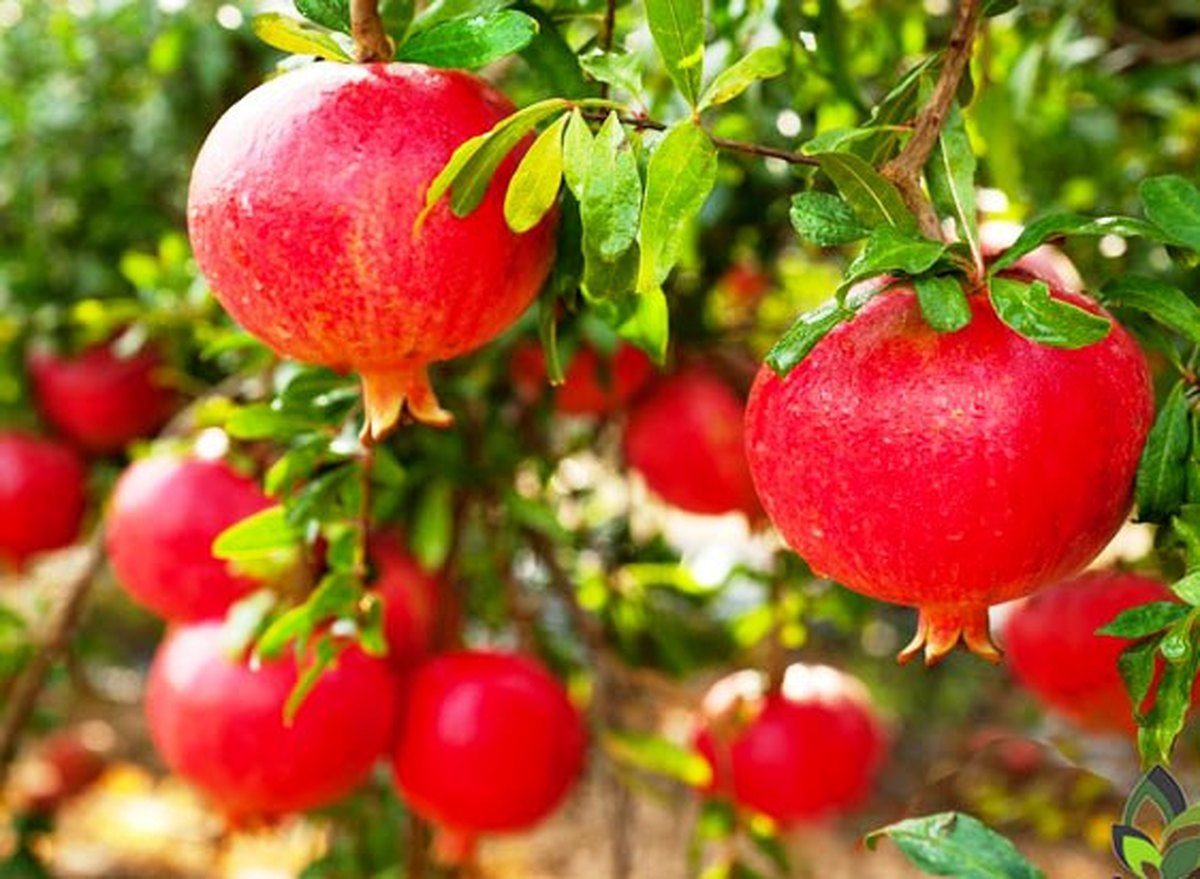 برداشت بیش از یک هزار و ۸۰۰ تن انار از باغات شهرستان تربت حیدریه