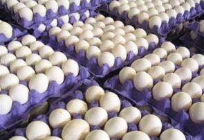 روزانه ۳۷۰ تن تخم‌مرغ در خراسان رضوی تولید می‌شود