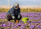 عقب‌افتادگی در اشتغال‌های مرتبط با زعفران و پسته در رشتخوار نباید وجود داشته باشد