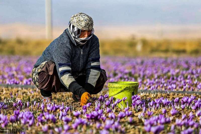 عقبافتادگی در اشتغالهای مرتبط با زعفران و پسته در رشتخوار نباید وجود داشته باشد