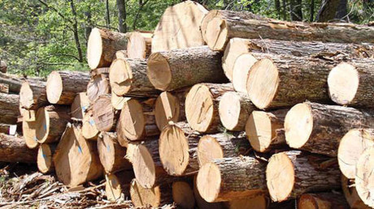 کشف ۱۰ تن چوب قاچاق در خوشاب