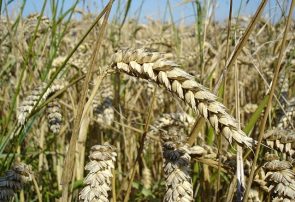 مدیر جهاد کشاورزی تربت‌حیدریه: گندم‌های با کمتر از ۲ درصد سن زدگی از کشاورزان خریداری می‌شود