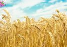 پیش‌بینی برداشت ۱۲ هزار تن گندم از سطح مزارع آبی سرخس