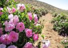 آغاز برداشت گل محمدی در شهرستان جوین￼