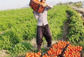 اختصاص ۱۲۵ هکتار از اراضی کشاورزی شهرستان جوین به کشت گوجه فرنگی￼