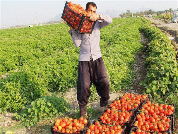 اختصاص ۱۲۵ هکتار از اراضی کشاورزی شهرستان جوین به کشت گوجه فرنگی￼